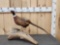 Pheasant Full Body Bird Taxidermy