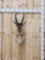 Pronghorn Antelope Shoulder Mount Taxidermy
