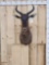 African Tsessebe Shoulder Mount Taxidermy