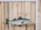 Reproduction Striper Fish Taxidermy