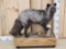 Alaskan Silver Fox Full Body Taxidermy Mount