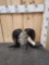 Carved Ram Sheep Skull Taxidermy