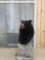 NICE Black Bear Full Body Taxidermy Mount