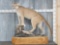 Mountain Lion Full Body Taxidermy Mount