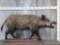 Russian Wild Boar Full Body Taxidermy Mount