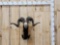 Corcican Ram Sheep Shoulder Mount Taxidermy