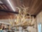 Whitetail Antler Chandelier