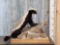 African Honey Badger Full Body Taxidermy Mount