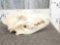 Alaskan Wolf Skull Taxidermy