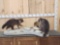 2 Raccoons Raiding A Bait Box Taxidermy