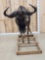 African Blue Wildebeest Full Body Taxidermy Mount