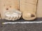Mosasaur Jaw & Tooth Fossils