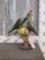 Group Of 4 Parakeets Bird Taxidermy