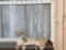 Juvenile Mountain Lion Cougar Full Body Taxidermy Mount