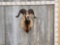Mouflon Cross Ram Sheep Shoulder Mount Taxidermy