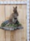 Australian Wallaby Full Body Taxidermy Mount