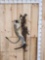 Vervet Monkey Full Body Taxidermy Mount