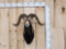Mouflon Cross Ram Sheep Shoulder Mount Taxidermy