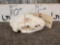 Wolverine Skull Taxidermy