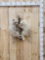 2 Blonde / Albino Raccoons Full Body Taxidermy Mount