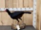Razor Billed Curassow Full Body Bird Taxidermy