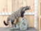 African Civet Full Body Taxidermy Mount