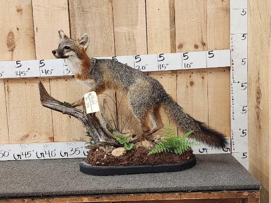 Grey Fox Full Body Taxidermy Mount