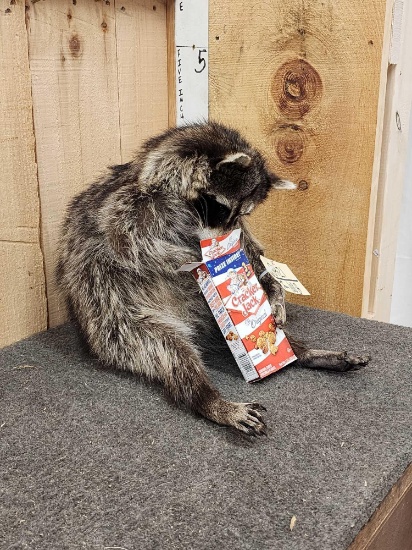 Raccoon Eating Cracker Jacks Taxidermy