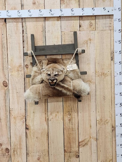 Mountain Lion Cougar Pack Out Mount