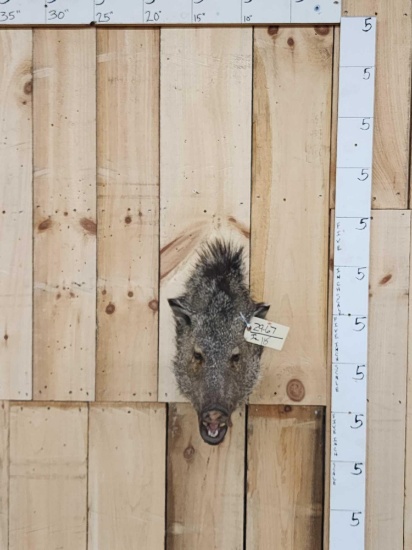 Javelina Or Peccary Shoulder Mount Taxidermy