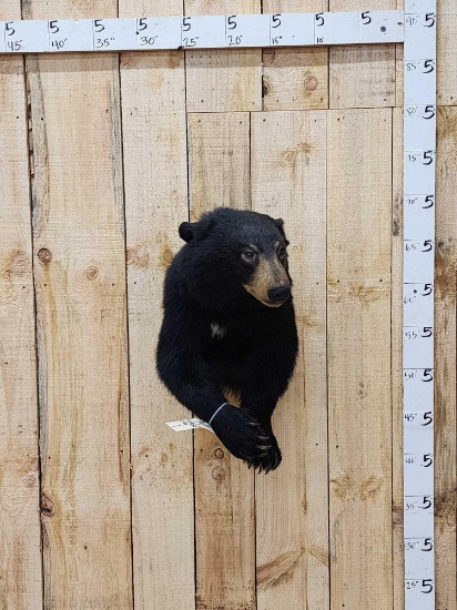 Black Bear Half Body Taxidermy Mount