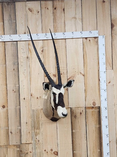 African Gemsbok Shoulder Mount Taxidermy