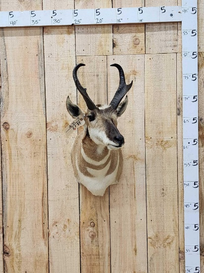 Pronghorn Antelope Shoulder Mount Taxidermy