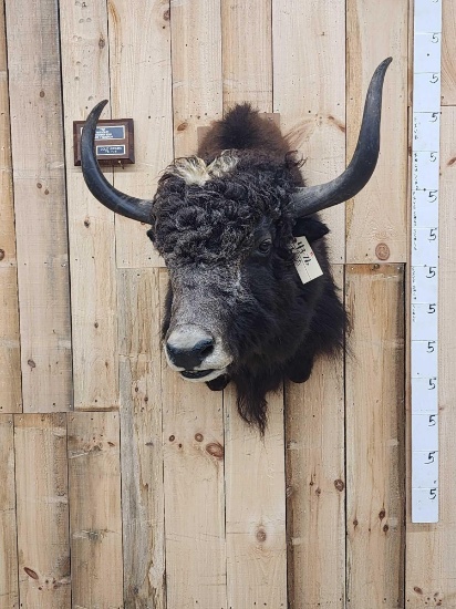 Yak Shoulder Mount Taxidermy