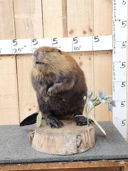 Beaver Full Body Taxidermy Mount