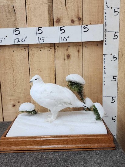 Ptarmigan Full Body Bird Taxidermy