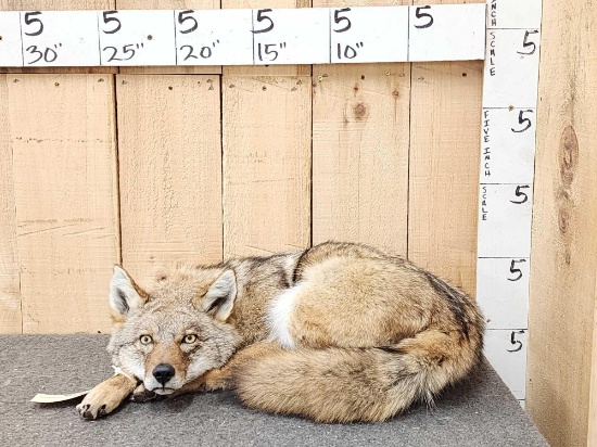 Coyote Laying Down Full Body Taxidermy Mount