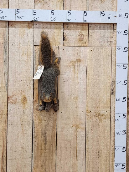 Red Squirrel Full Body Taxidermy Mount