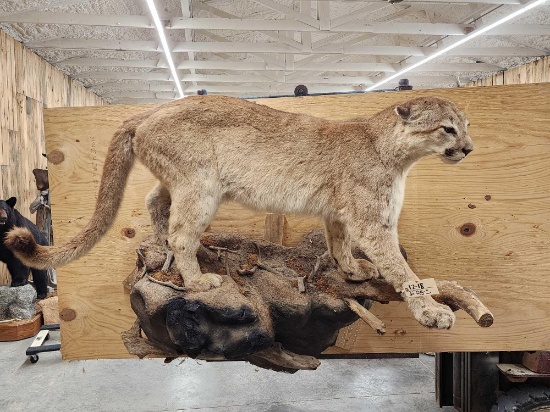 Big Mountain Lion Cougar Full Body Taxidermy Mount