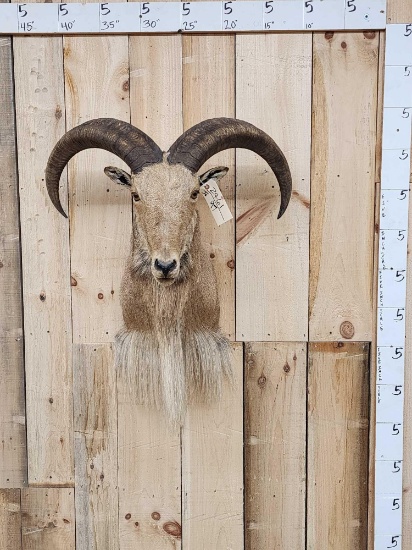 Barbary Sheep Shoulder Mount Taxidermy