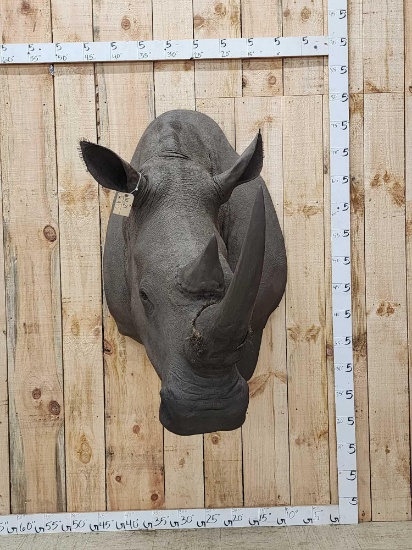 Reproduction White Rhinoceros Shoulder Mount Taxidermy