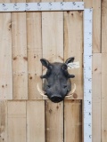 African Warthog Shoulder Mount Taxidermy