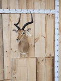 African Impala Shoulder Mount Taxidermy