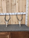 2 African Puku Skulls Taxidermy
