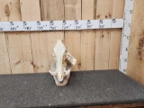 Big Wild Boar Hog Skull Taxidermy