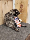 Raccoon Eating Cracker Jacks Taxidermy