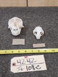 African Tantalus & Potto Monkey Skulls Taxidermy