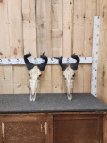 2 Lichtenstein Hartebeest Skulls Taxidermy