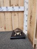 Articulated Turtle Skelton Taxidermy