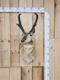Pronghorn Antelope Shoulder Mount Taxidermy